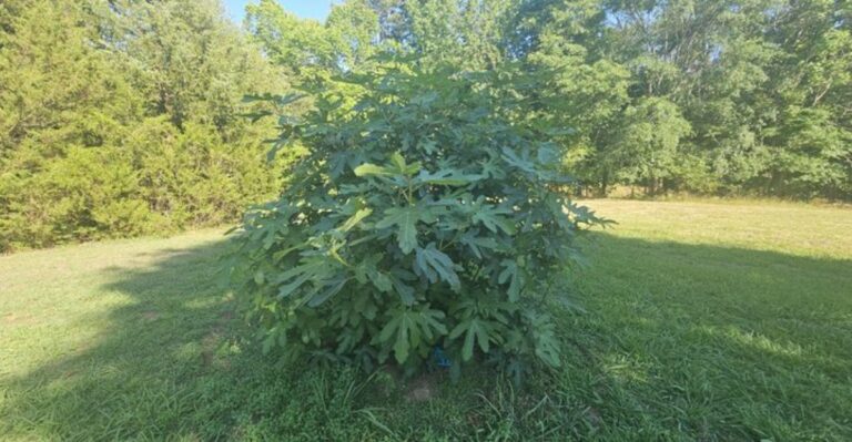 When And How To Prune Your Virginia Fig Trees For Better Growth Next Season
