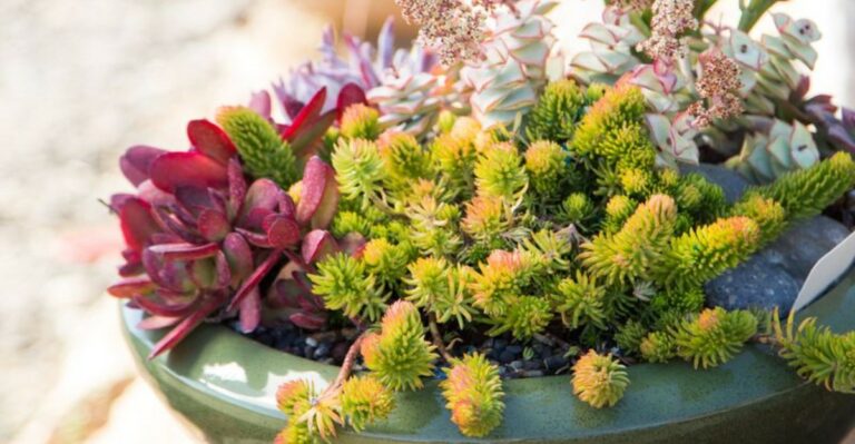 What It Means When California Succulents Start Changing Color In Fall