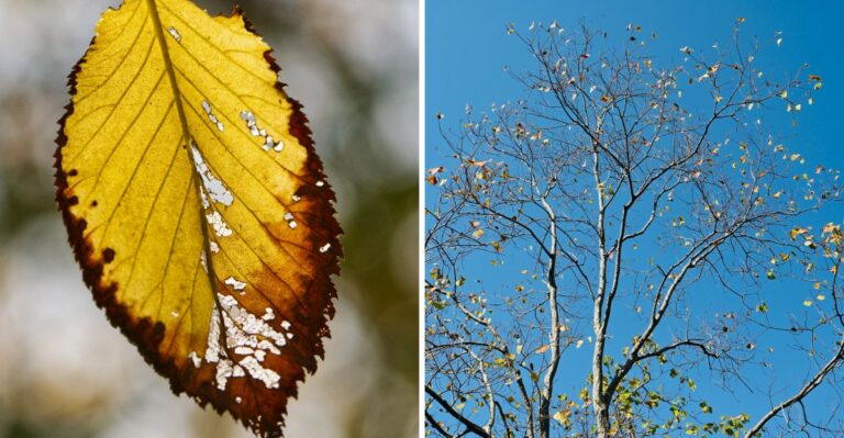Something Is Quietly Dulling Minnesota’s Fall Color This Year