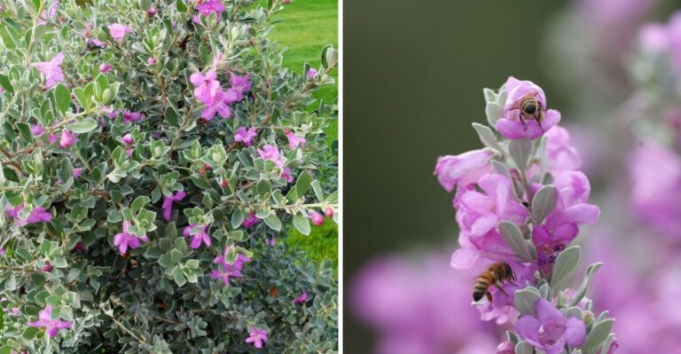 This Underrated Texas Shrub Can Replace Tired Summer Annual Beds