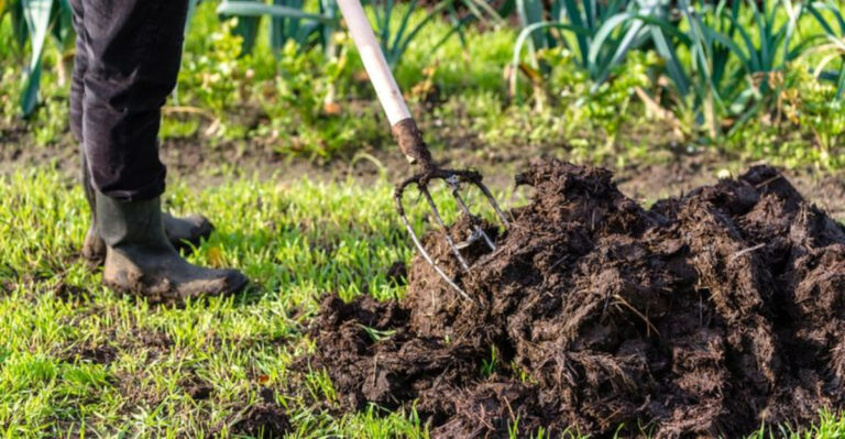 Why You Should Never Use Raw Manure In North Carolina Fall Vegetable Beds