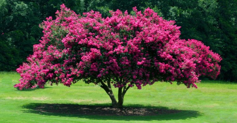 The September Crape Myrtle Care Mistakes Virginia Homeowners Keep Making