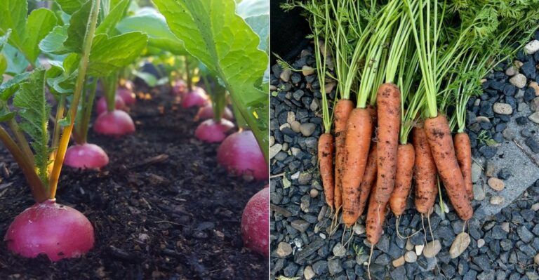 The Fall Vegetables California Gardeners Should Plant This Weekend