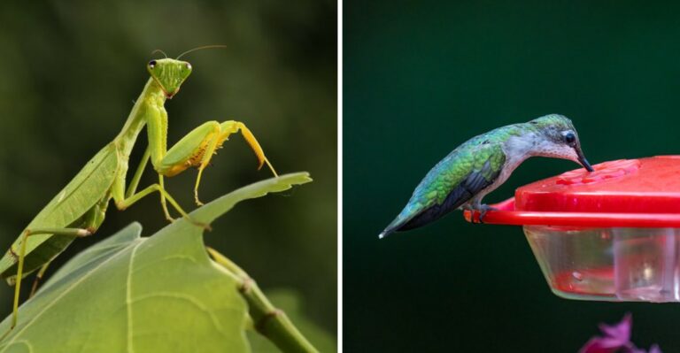 An Invasive Backyard Predator In New Jersey Has Been Caught Hunting Hummingbirds