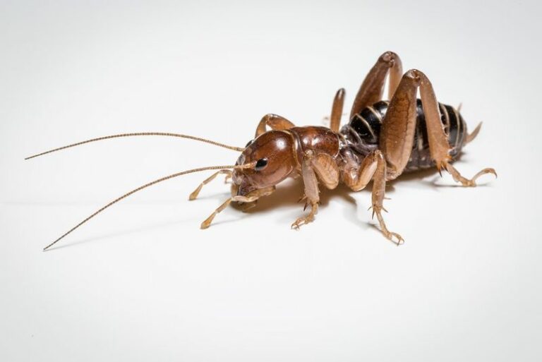 That Massive Alien-Looking Bug You Dug Up In Your Arizona Soil – Here’s What It Really Is