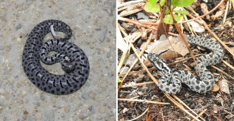 The Tiny Venomous Snake Florida Gardeners Can Miss In Mulch And Groundcover
