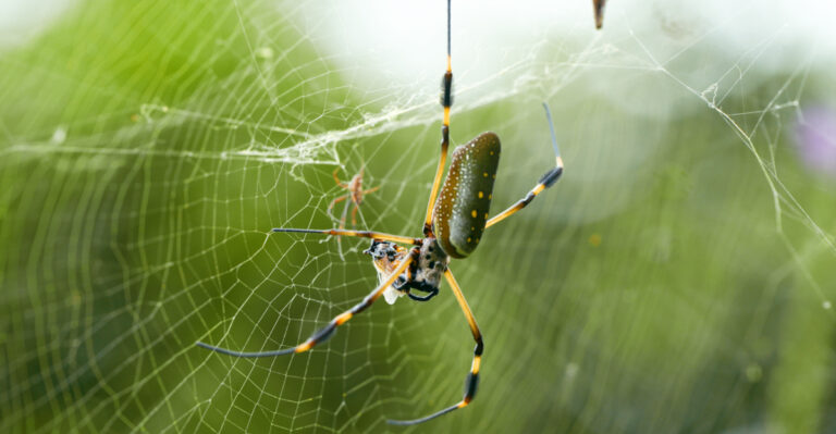 spider (featured image)