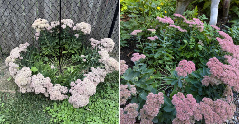 Why Sedums Flop Open In Oregon Gardens And How To Keep Them Compact