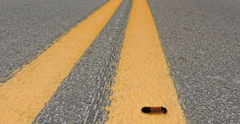 Fuzzy Brown And Black Caterpillars Are Turning Up On Indiana Driveways This Month