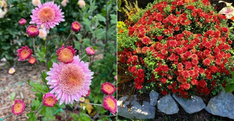 Why Mums Actually Come Back Every Year In California, Unlike Almost Everywhere Else