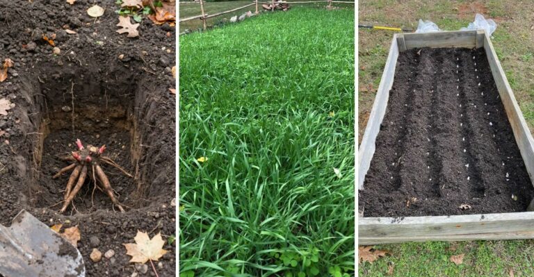The Fall Planting Window Is Closing Fast In New York, Here Is What To Plant In Your Yard Now