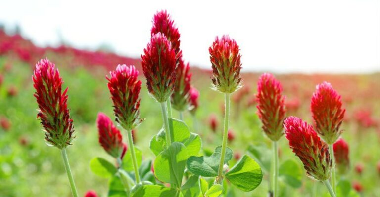 The Cover Crop Oregon Gardeners Should Sow Before The Ground Turns Cold