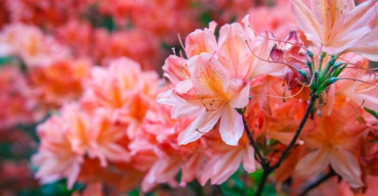 Pruning Florida Azaleas In September Could Cost You Next Spring’s Flowers