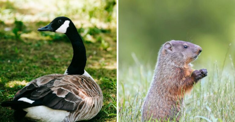 7 Pennsylvania Wildlife Encounters That Are More Common In September