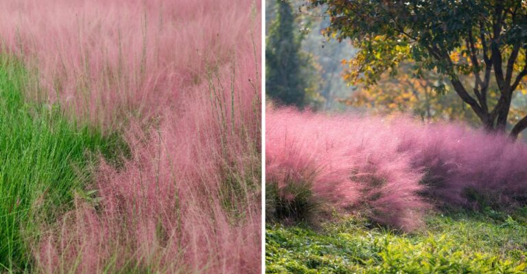 Alabama Fields Are Turning Into Pink Smoke Clouds As A Native Grass Reaches Full Bloom