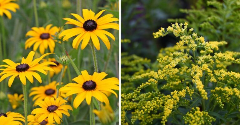7 Pennsylvania Native Plants Worth Adding To Your Garden This September