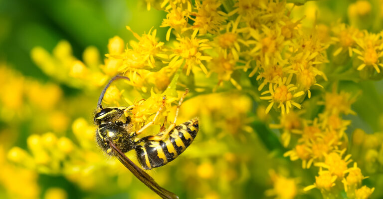 yellowjacket