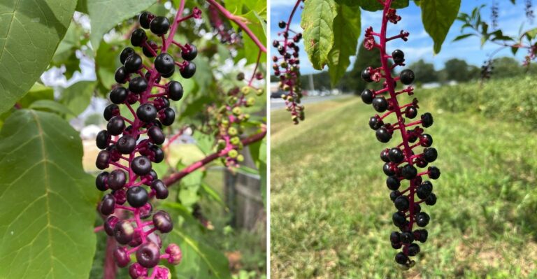 The Purple Berries Weighing Down Indiana Fence Lines Right Now