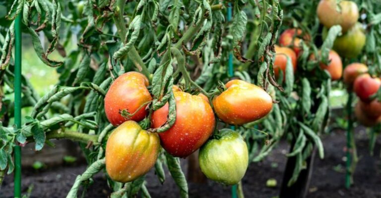 Plants That Actually Harm Your Pennsylvania Tomatoes When Planted Nearby