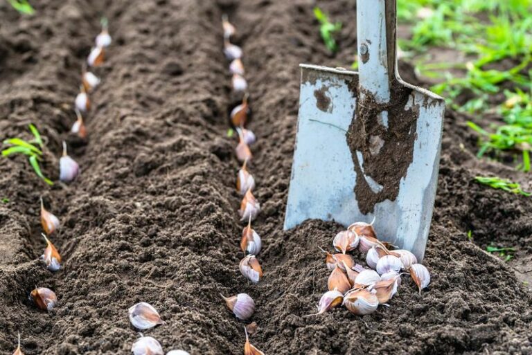 Wisconsin Gardeners Can Plant Garlic This October for a Useful Summer Harvest