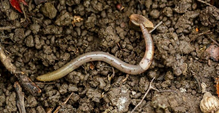 A Newly Confirmed Invasive Worm Is Quietly Disrupting Garden Soil Across Colorado