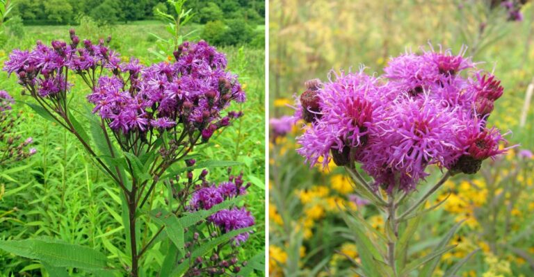 This Native North Carolina Perennial Belongs In Every Wet, Sunny Border
