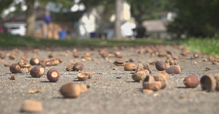 What It Really Means When Your Ohio Oak Tree Drops Acorns Early