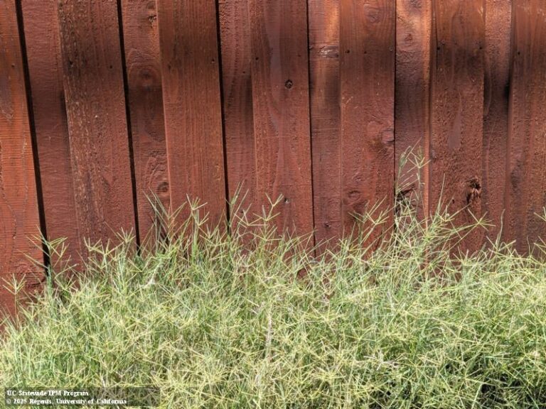 Skip Thirsty Bermuda Grass and Plant This Arizona Native Groundcover Instead
