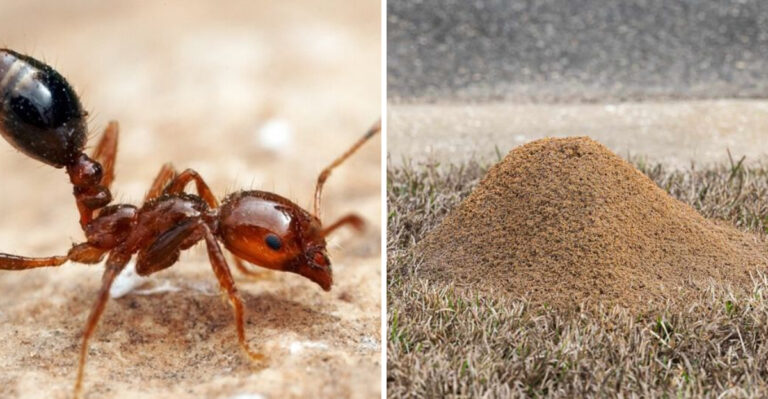 Why September Rain Brings More Fire Ant Mounds To Alabama Yards (And How To Handle It)