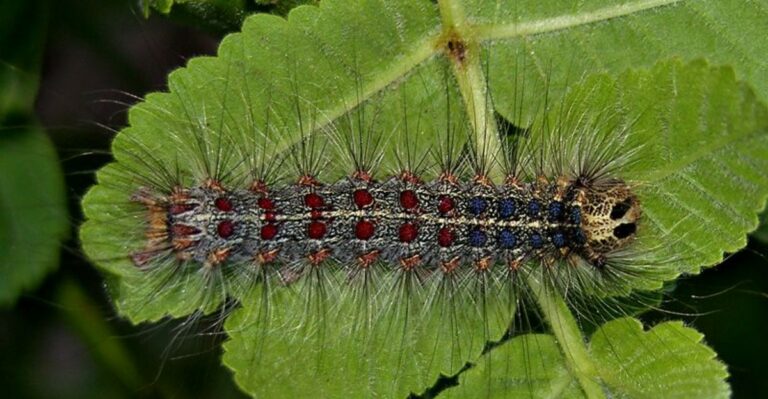 The Invasive Moth That Can Leave Pennsylvania Oaks Nearly Leafless