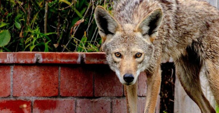 What It Means When You Hear Coyotes Near Your North Carolina Yard At Night