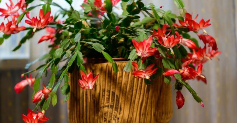 Start This In October If You Want Your Christmas Cactus Blooming By Christmas In Ohio