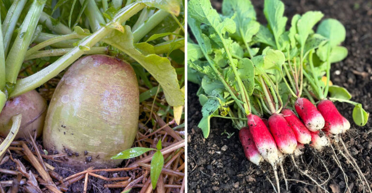 These Root Vegetables Are Ready For September Planting In Georgia