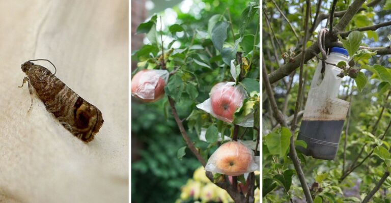 A Common Orchard Pest Is Making Its Second Generation Appearance In Minnesota Backyard Apples