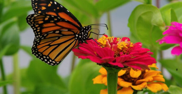 Why Monarch Butterflies May Be Missing From Georgia Gardens This Fall