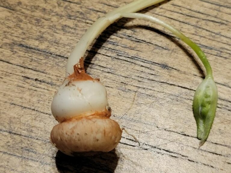 10 Arizona Desert Bulbs That Multiply Underground for Years With No Water