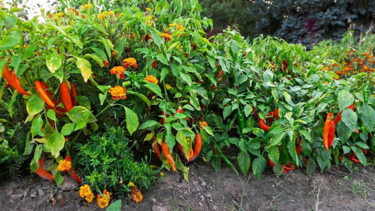 5 Vegetable Growing Hacks That Give Your Arizona Chili Peppers And Cucumbers A Bigger Fall Harvest