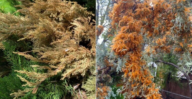 The Oregon Juniper Problem That Gets Worse When Damaged Twigs Stay Through Fall
