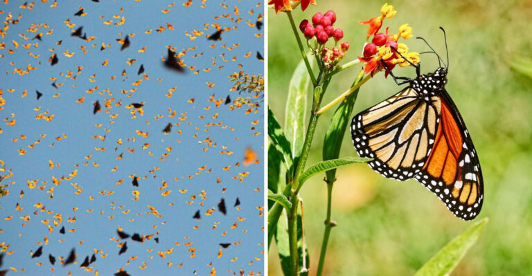 Orange Wings Are Gathering By The Hundreds In Minnesota Trees Before Disappearing South