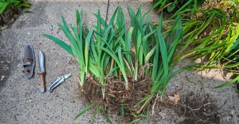 The Perennials Ohio Gardeners Should Divide Before October