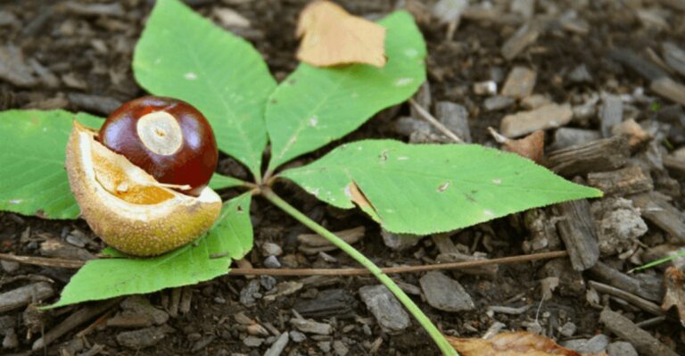 Shiny Brown Nuts Dropping On Indiana Lawns Aren’t Safe To Eat