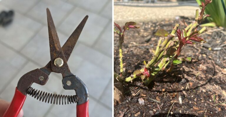 The California Garden Tool That Should Be Cleaned Before Moving From Plant To Plant