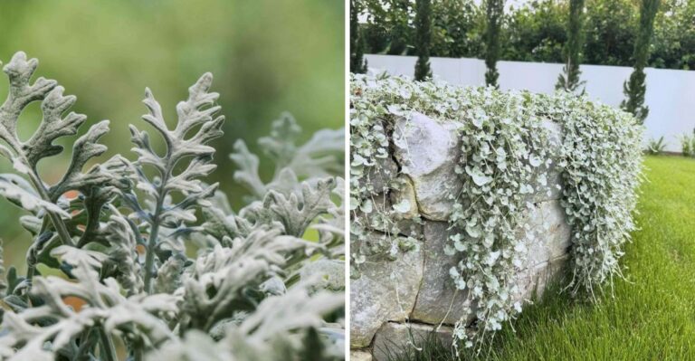7 Texas Plants With Silver Leaves