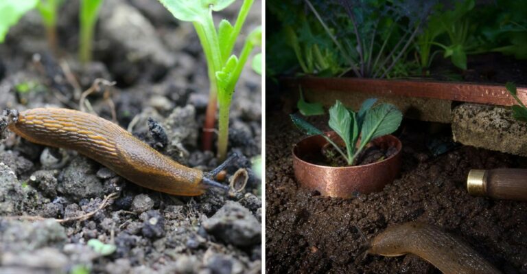 How To Stop Slugs From Destroying Your Georgia Garden After Heavy Summer Storms