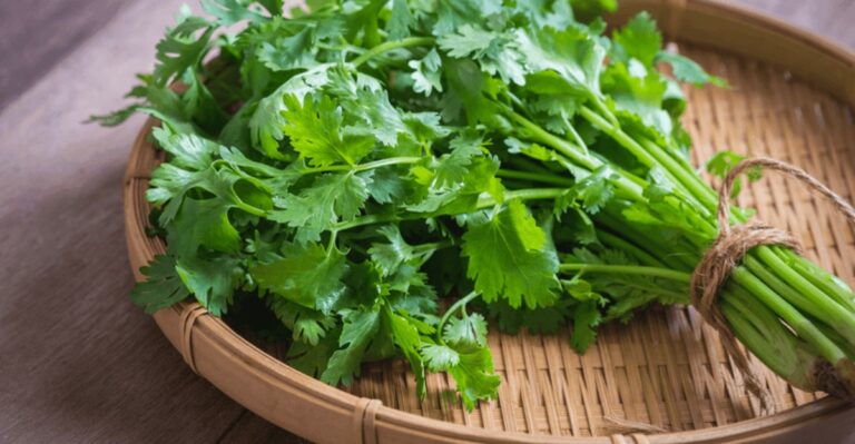 The One Herb Every Texas Gardener Should Plant This October