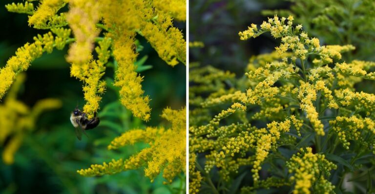 The Fall-Blooming Texas Native That Feeds Bees When Everything Else Fades