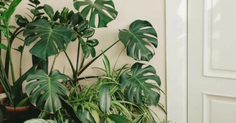 Indiana Gardeners Are Bringing Tropical Houseplants Back Inside Before It’s Too Late