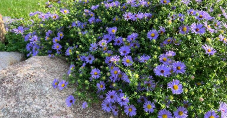 This Late Blooming Perennial Fills Georgia Beds As Others Fade