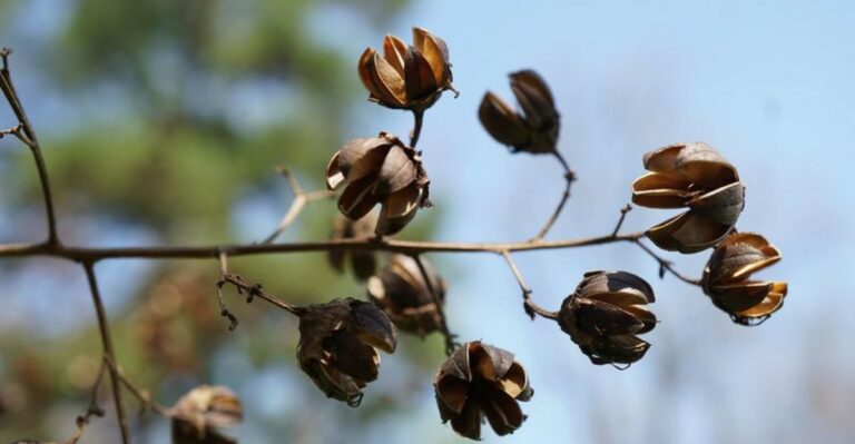 Should California Gardeners Remove Crape Myrtle Seed Pods In September Or Leave Them Alone?