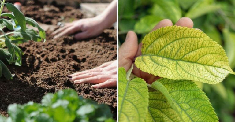 Why Michigan Gardeners Should Stop Feeding Trees And Shrubs In Early Fall